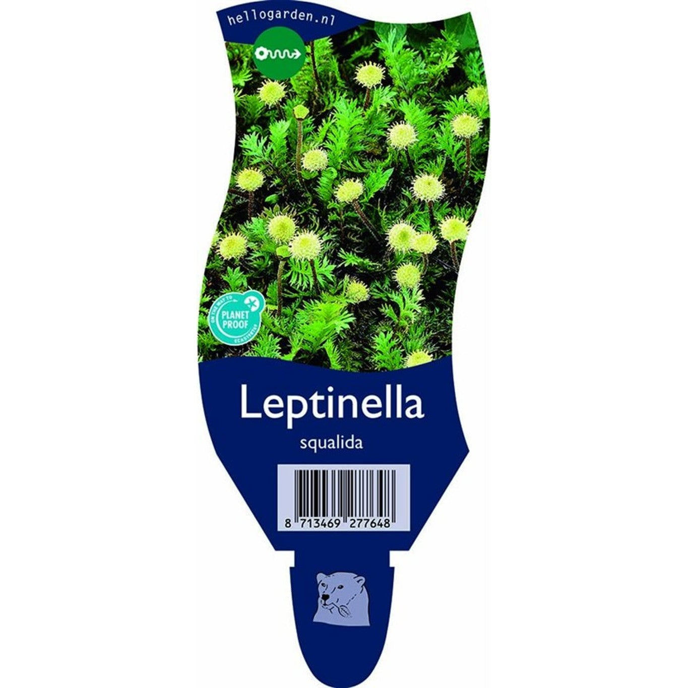 Mattkrassing – Leptinella squalida - P11